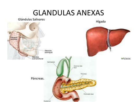 o pâncreas e o fígado são glândulas anexas do sistema digestório humano